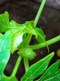 Close-up of plant