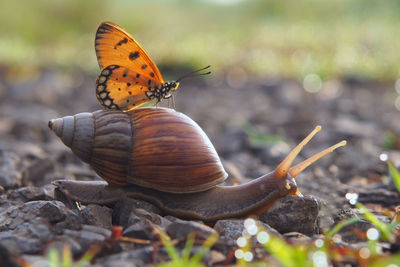 Close-up of butterfly on snail at field