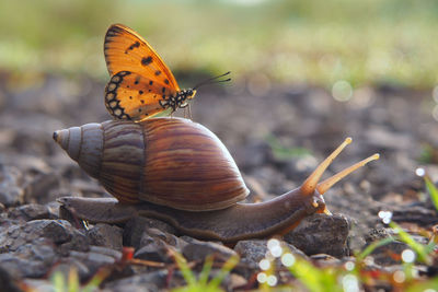 Close-up of snail on flower