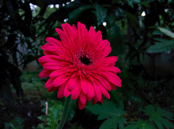 Close-up of pink flowers