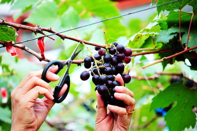 Midsection of person holding grapes