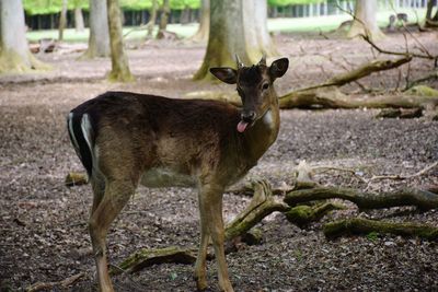 Portrait of deer standing on field