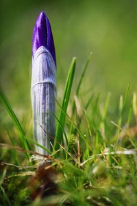 Close-up of plant growing on grassy field