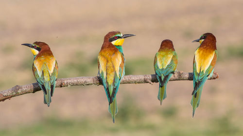 European bee-eaters perching on branch