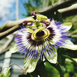 Close-up of purple flower