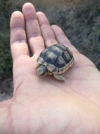 Close-up of person holding hand