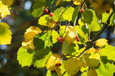 Close-up of yellow flowering plant