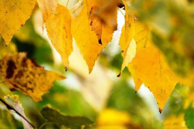 Close-up of autumnal leaves