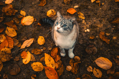 High angle view of cat lying on ground