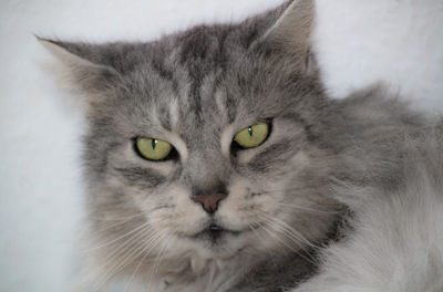 Close-up portrait of a cat