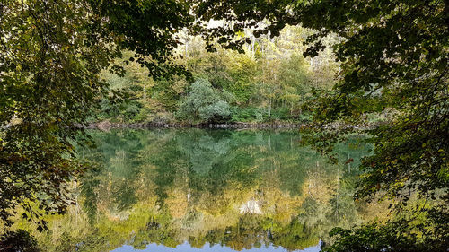 Full frame shot of trees in forest