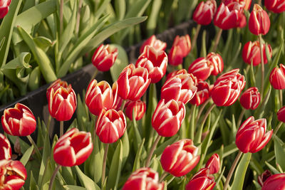 Close-up of red tulips in field