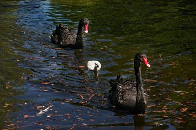 High angle view of swans swimming in lake