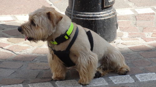 Dog sitting on retaining wall