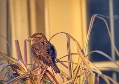 Close-up of bird perching on railing