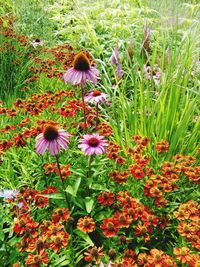 High angle view of purple flowering plants on field