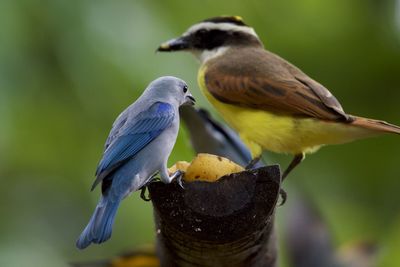 Close-up of birds perching on a tree