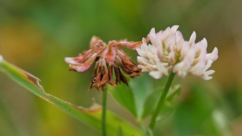 Close-up of insect on flower