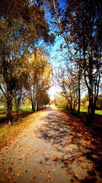 Road passing through trees