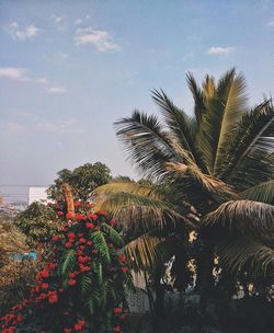 Palm trees and plants against sky