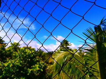 Low angle view of plants against sky