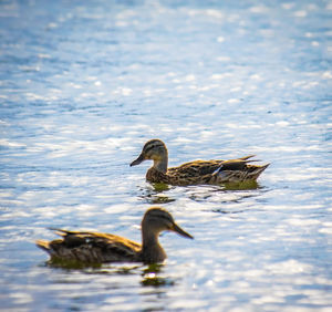 Ducks swimming in lake