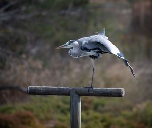 Close-up of gray heron perching on wooden post