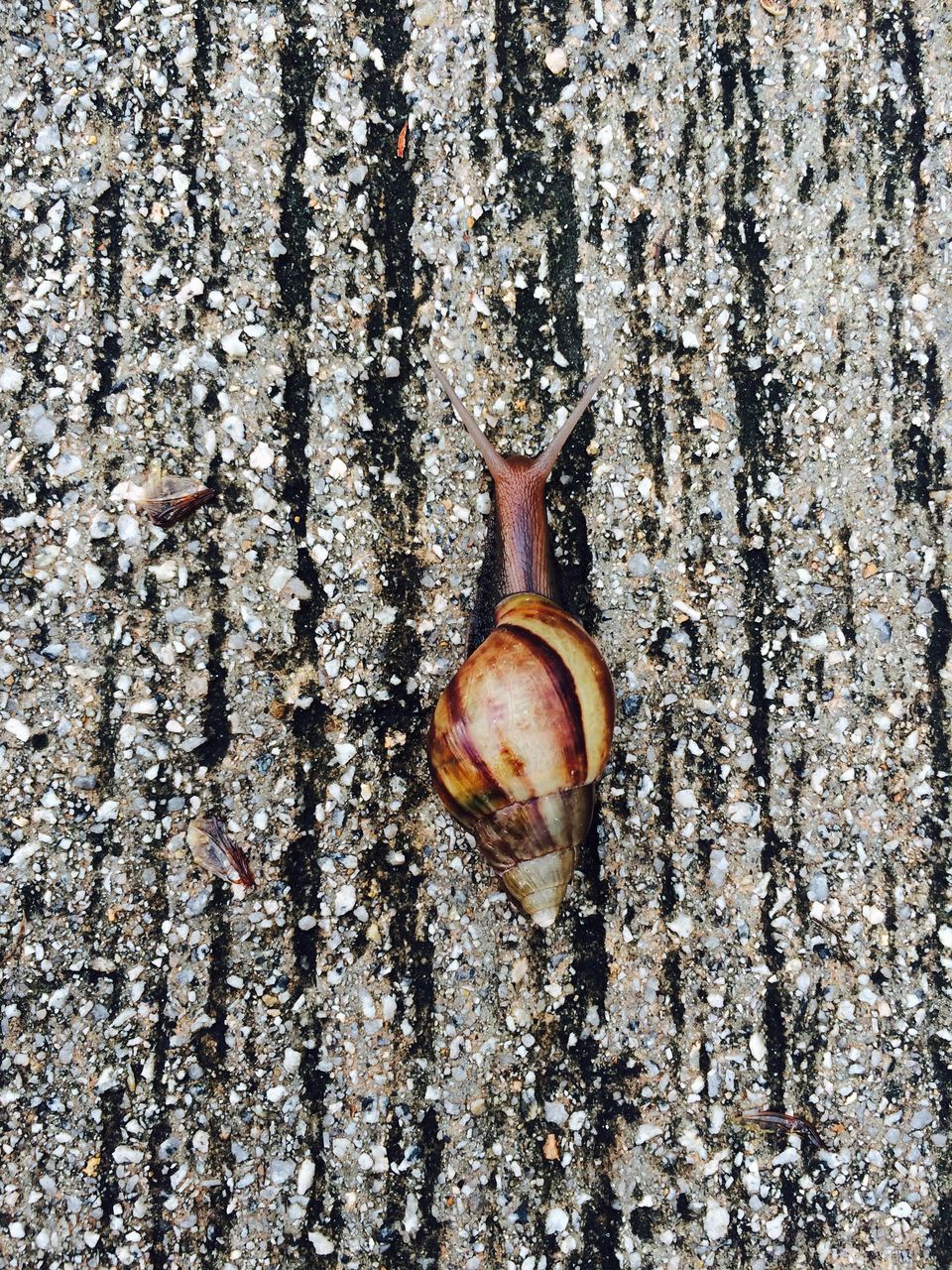 close-up, snail, textured, one animal, animal shell, animal themes, insect, brown, wildlife, animals in the wild, high angle view, no people, nature, rough, outdoors, day, full frame, shell, rusty, macro