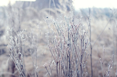 Close-up of dry plants on field during winter