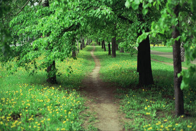 Footpath amidst trees in park