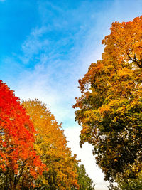 Low angle view of trees against sky during autumn