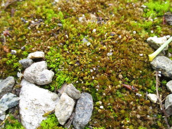 High angle view of rocks on grass