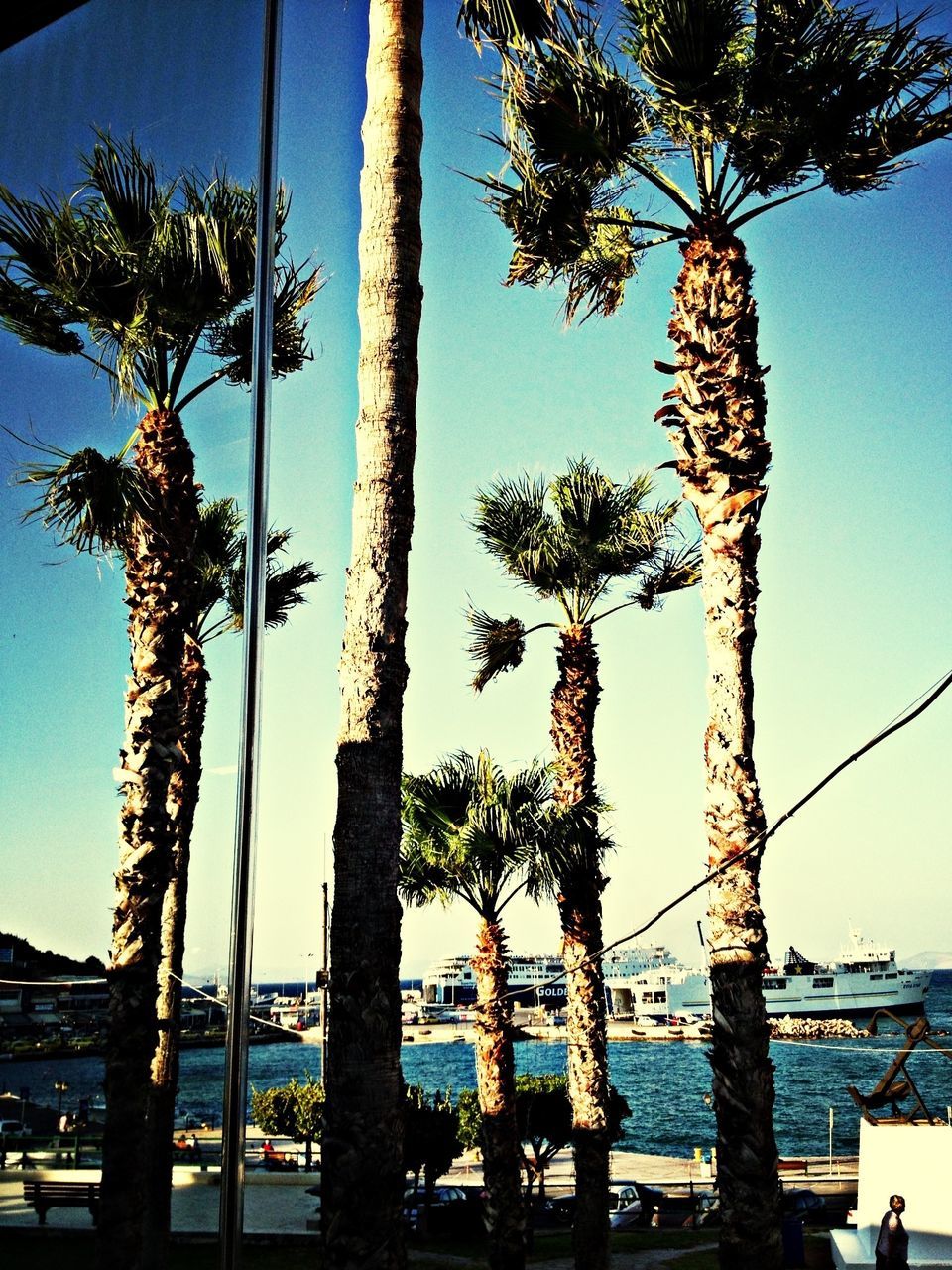 tree, built structure, palm tree, clear sky, architecture, building exterior, tree trunk, blue, growth, low angle view, water, branch, city, sea, sunlight, sky, nature, outdoors, day, tall - high