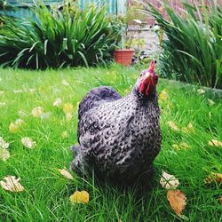 Close-up of rooster on field