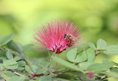 Close-up of insect on pink flower