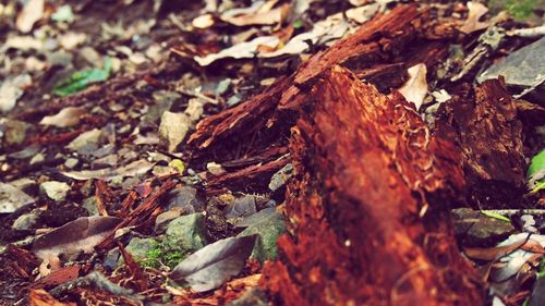 Close-up of dry leaves on field