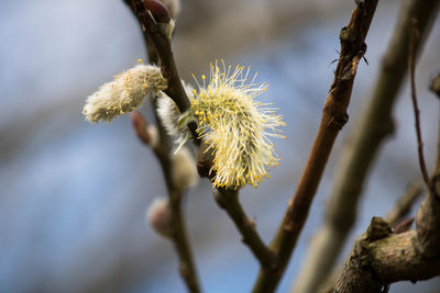 Close-up of flowering plant on tree