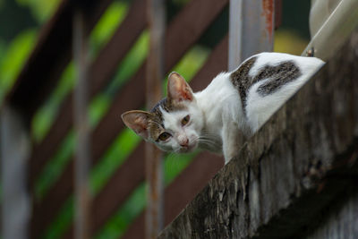 Cute little cat looking at the camera on the fence