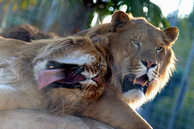 Close-up of cats in zoo