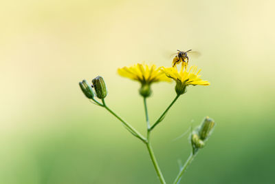 Close-up of bee pollinating flower