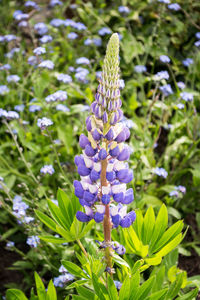 Close-up of purple flowering plant in field