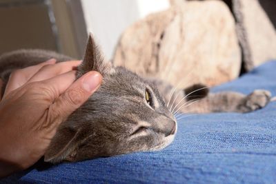 Close-up of hand holding cat at home