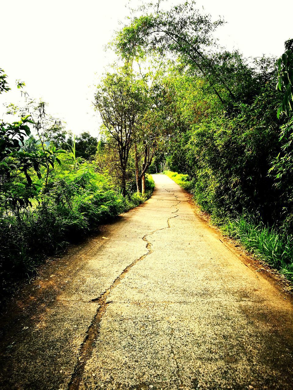 TREES ON LANDSCAPE