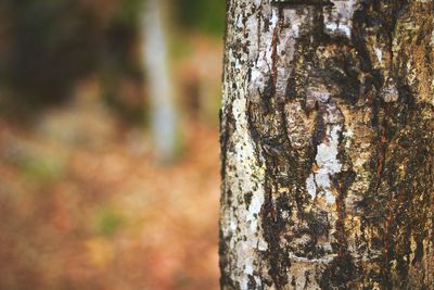 Close-up of tree trunk