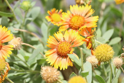 Close-up of yellow flowering plants