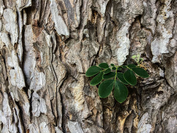 Close-up of tree trunk