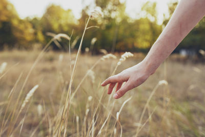 Cropped hand touching plants