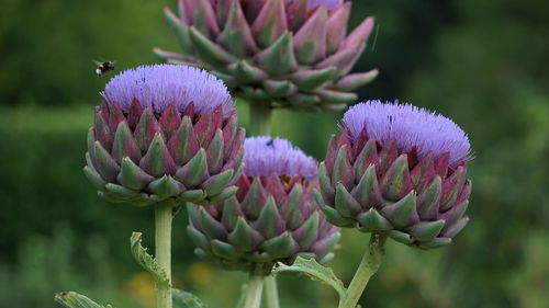 Close-up of purple flowering plant