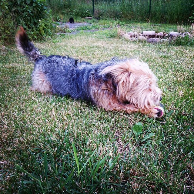 DOG RESTING ON GRASSY FIELD