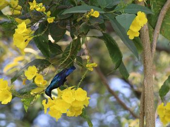 Close-up of bird perching on tree